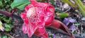 Photo de Jardin